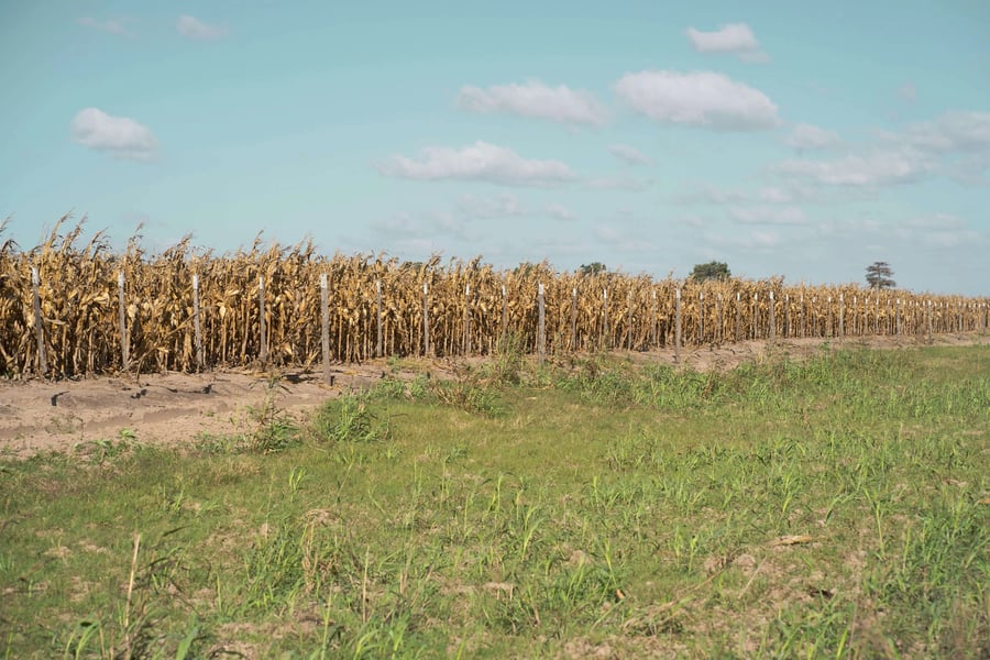 pexels-tomas-asurmendi-774865545-32163264-_1_